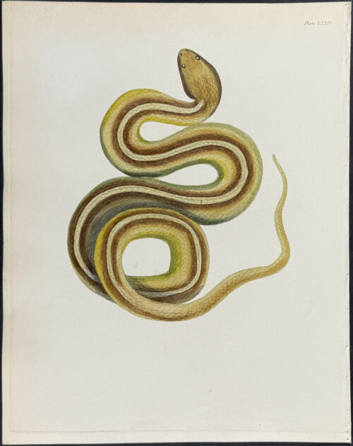 Snake
