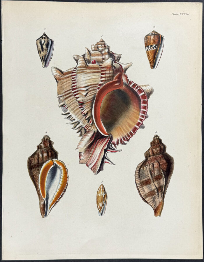 Shells