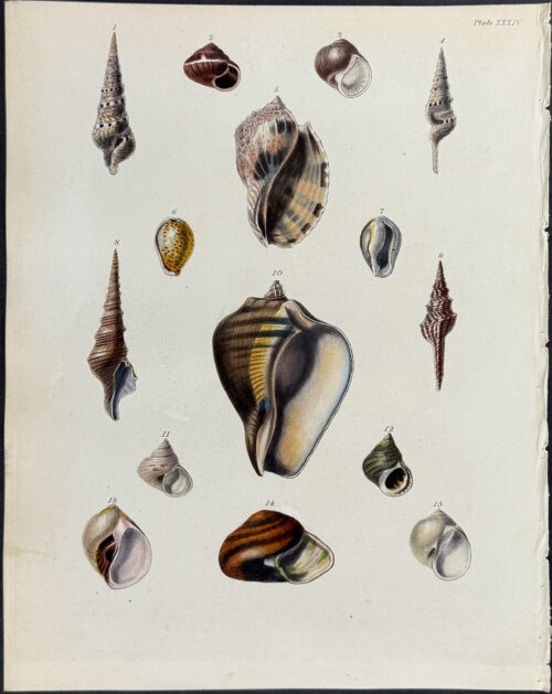 Shells