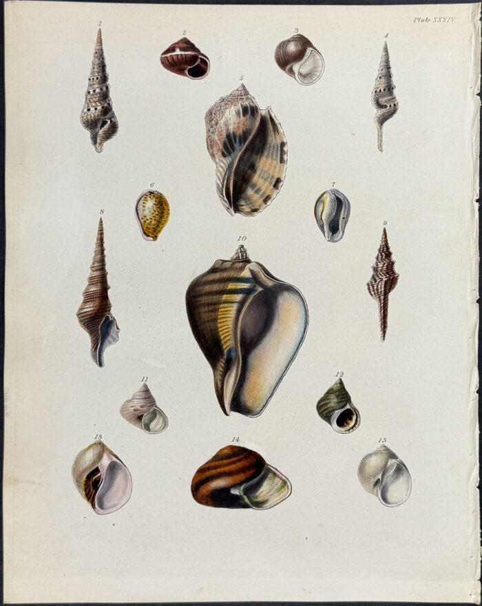 Shells