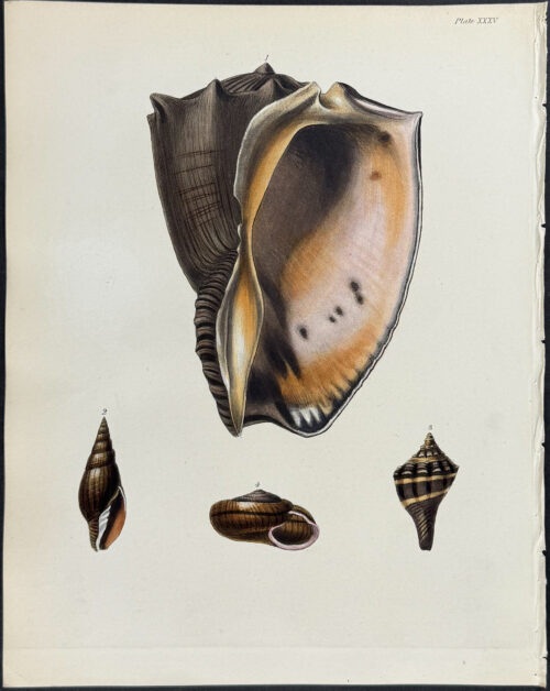 Shells