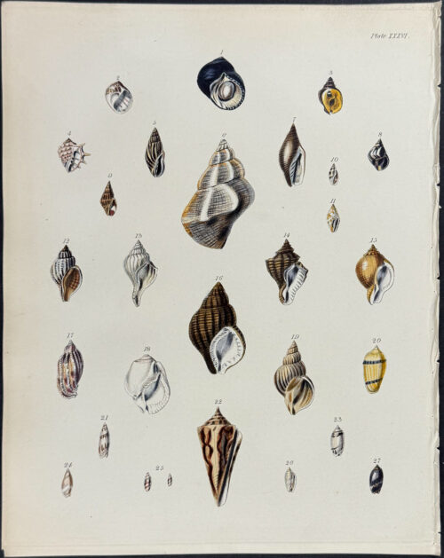 Shells