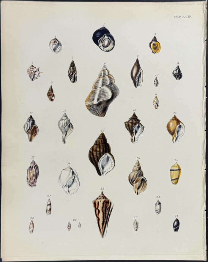 Shells