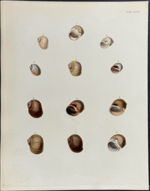 Shells