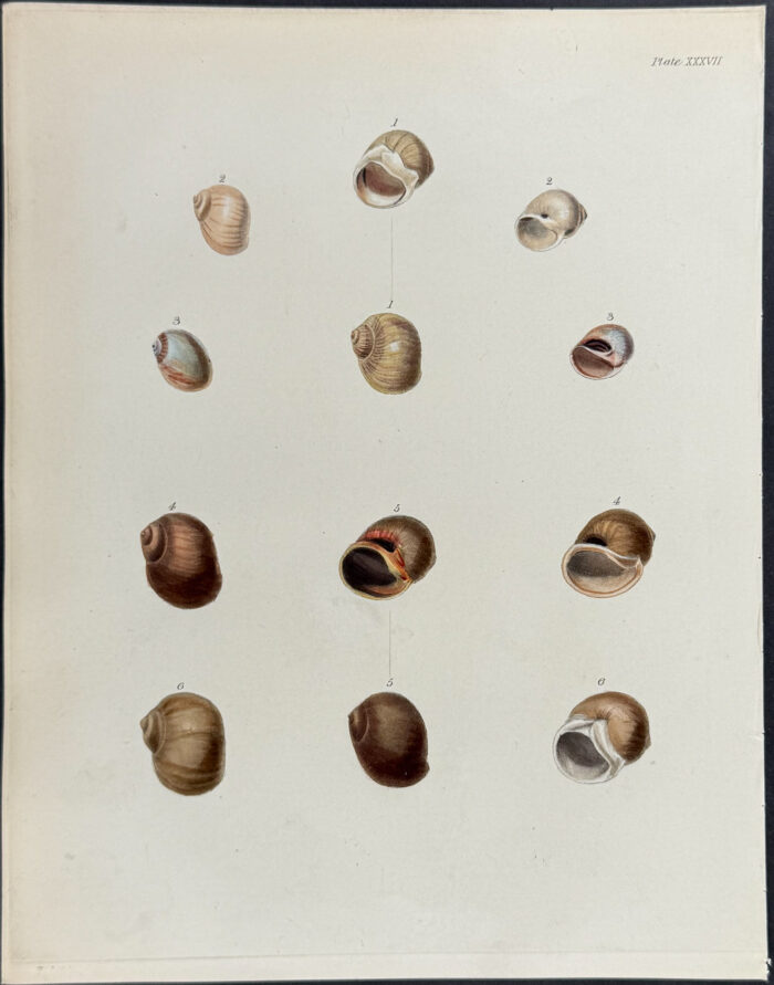 Shells