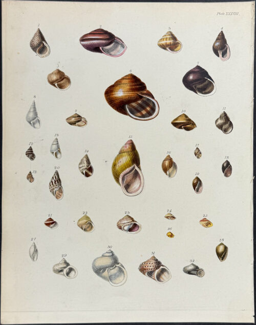 Shells