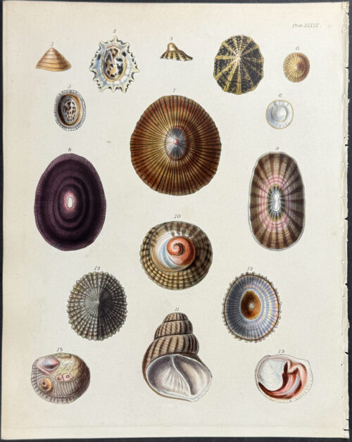 Shells