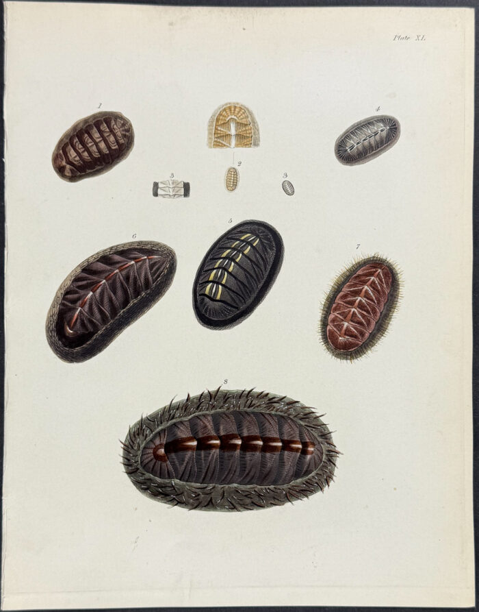 Shells