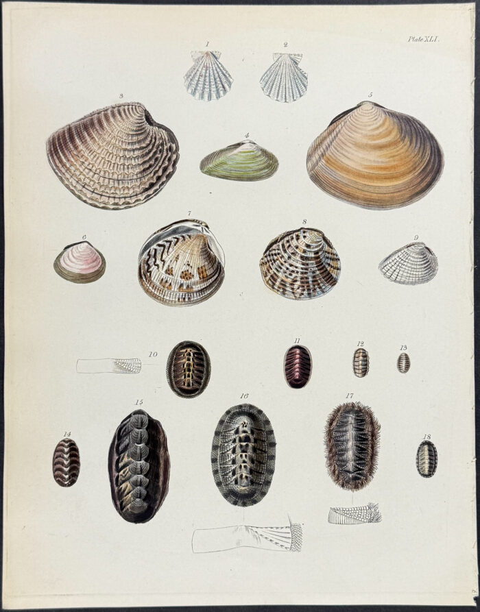 Shells