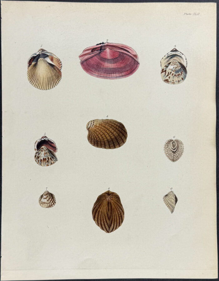 Shells