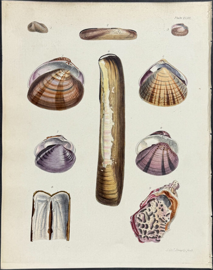 Shells