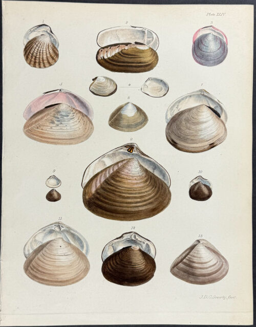 Shells