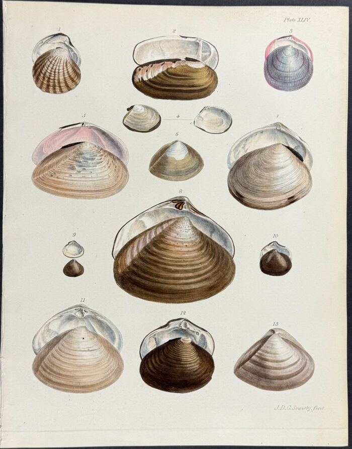 Shells