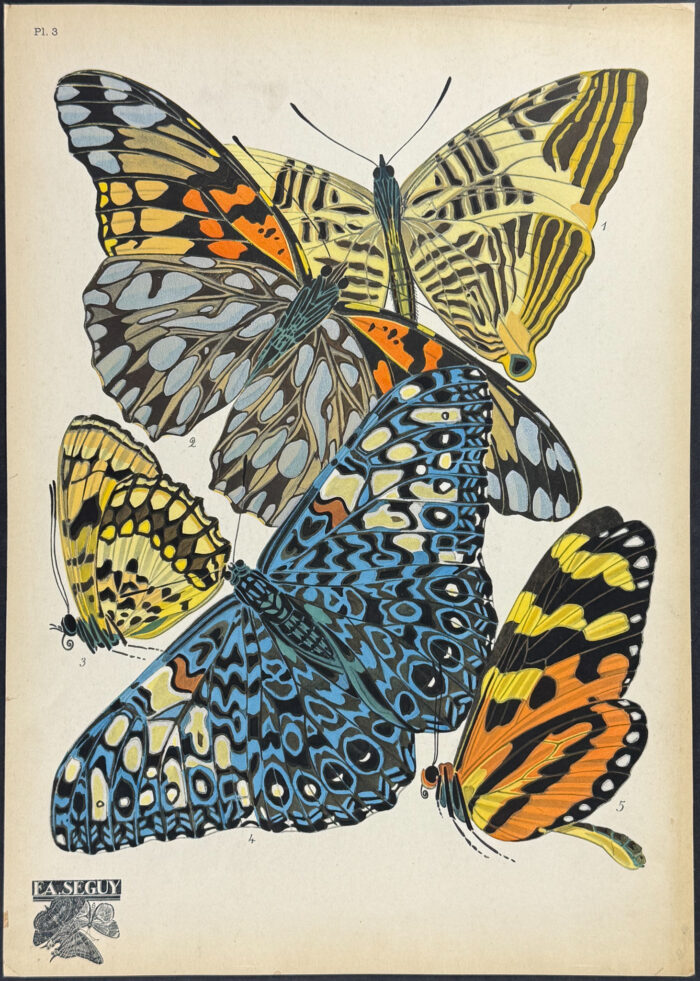 Butterfly or Moth Pochoir