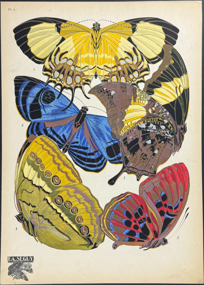 Butterfly or Moth Pochoir
