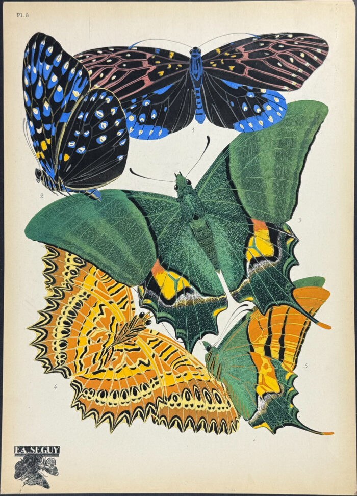 Butterfly or Moth Pochoir