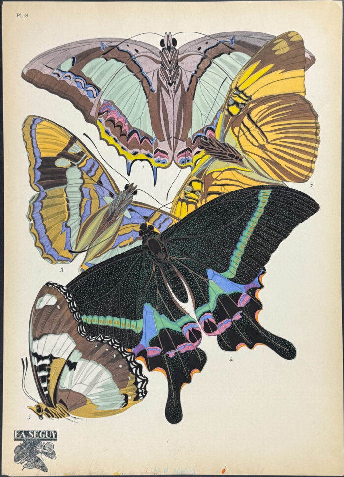 Butterfly or Moth Pochoir