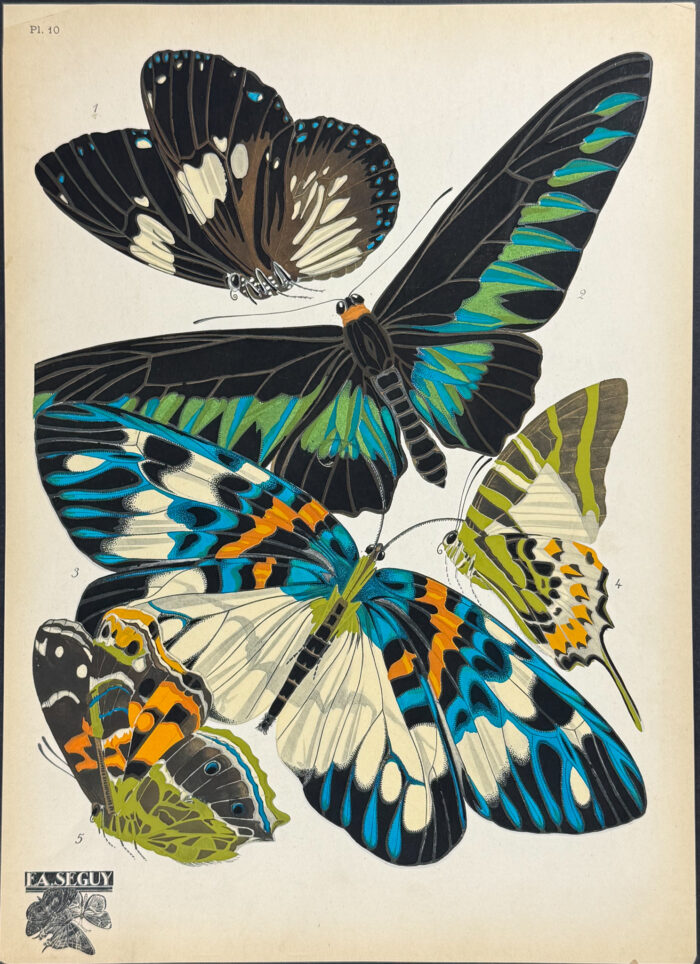Butterfly or Moth Pochoir