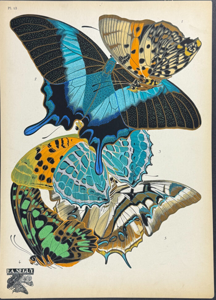Butterfly or Moth Pochoir
