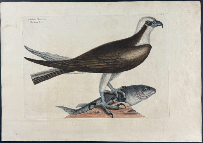 Fishing Hawk