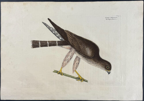 Pigeon Hawk