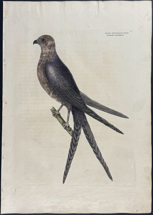 Swallowtail Hawk