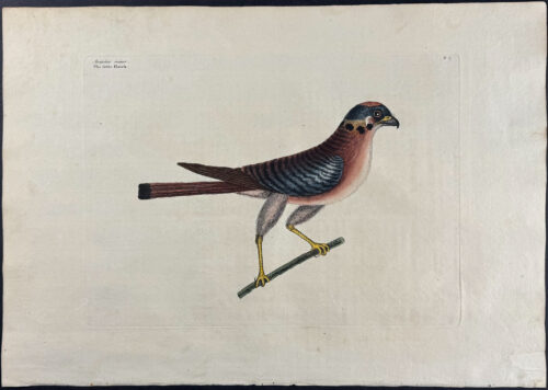 Little Hawk