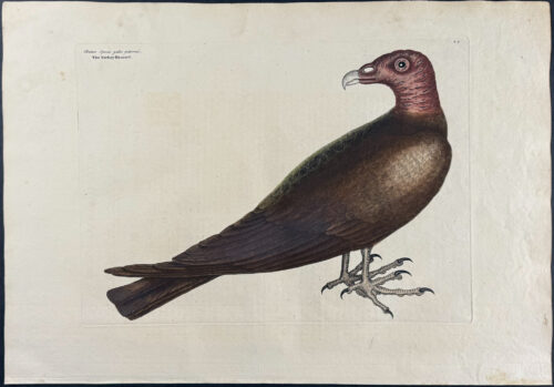 Turkey Buzzard