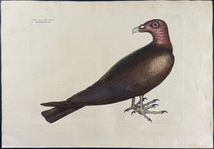 Turkey Buzzard
