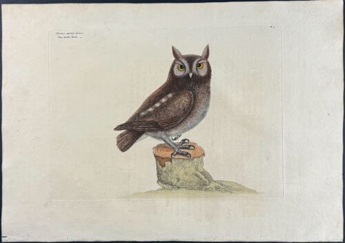 Little Owl