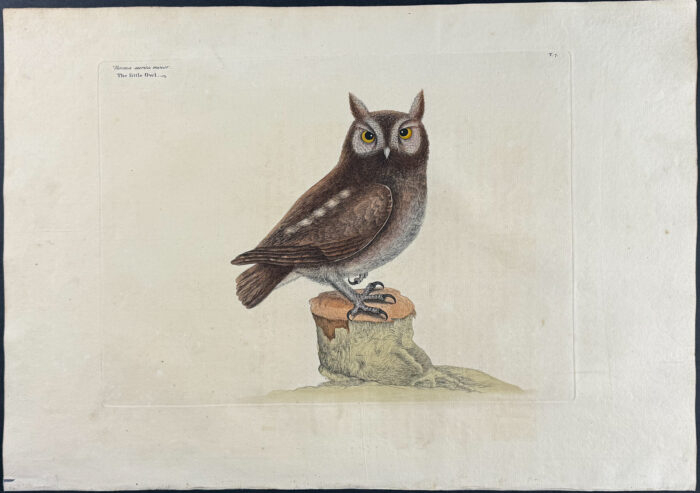 Little Owl