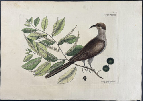 Cuckow of Carolina with Chinkapin
