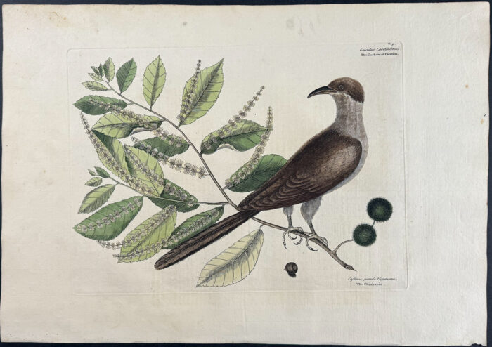 Cuckow of Carolina with Chinkapin