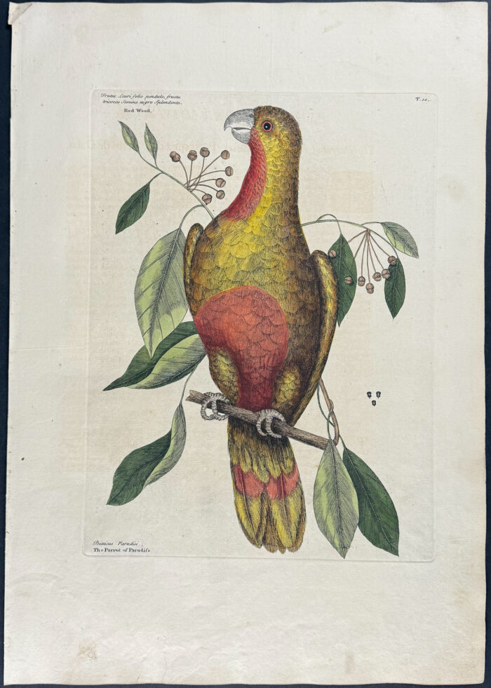 Parrot of Paradise of Cuba with Redwood