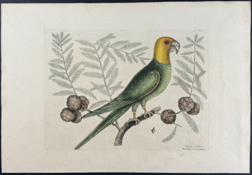 Parrot of Carolina (Carolina Parrot, extinct) with Cypress of America