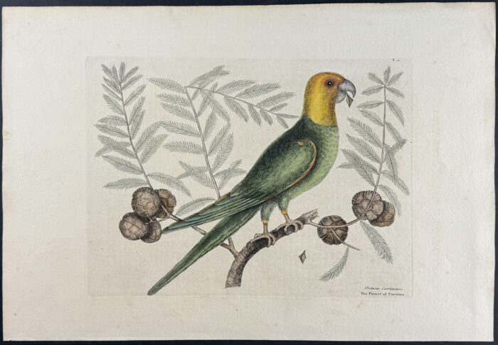 Parrot of Carolina (Carolina Parrot, extinct) with Cypress of America
