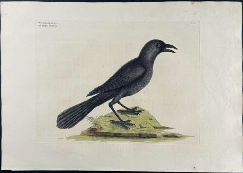 Purple Jack Daw