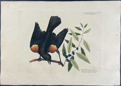 Red winged Starling with Broad leaved Candle-berry Myrtle