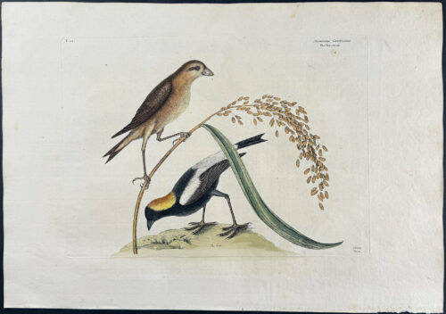 Rice-Bird with Rice