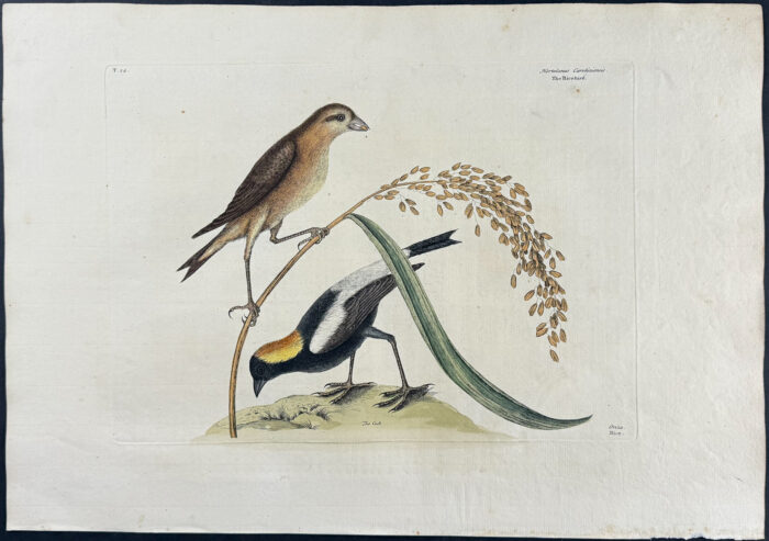 Rice-Bird with Rice