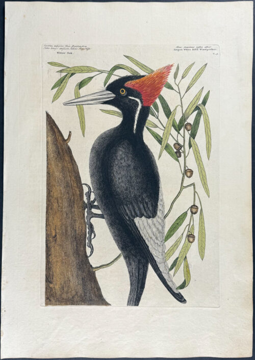 Ivory-billed Woodpecker (Extinct, Largest White billed Woodpecker) with Willow-Oak