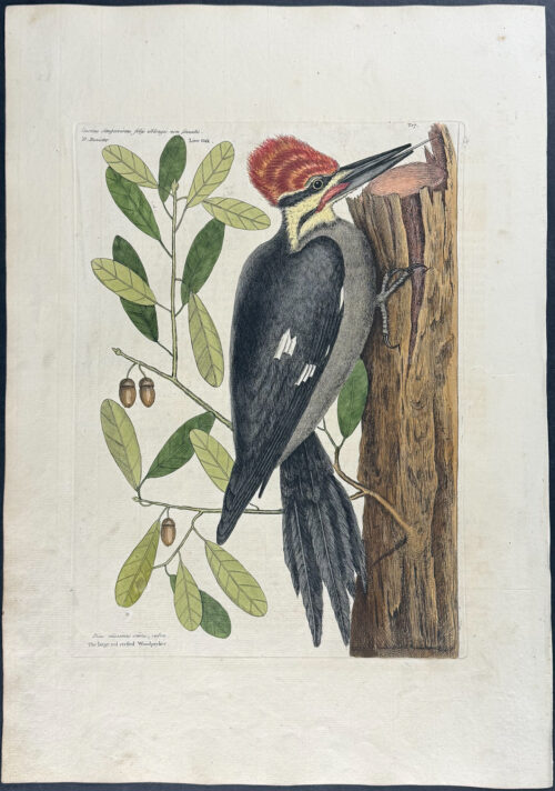 Larger Red crested Woodpecker with Live Oak