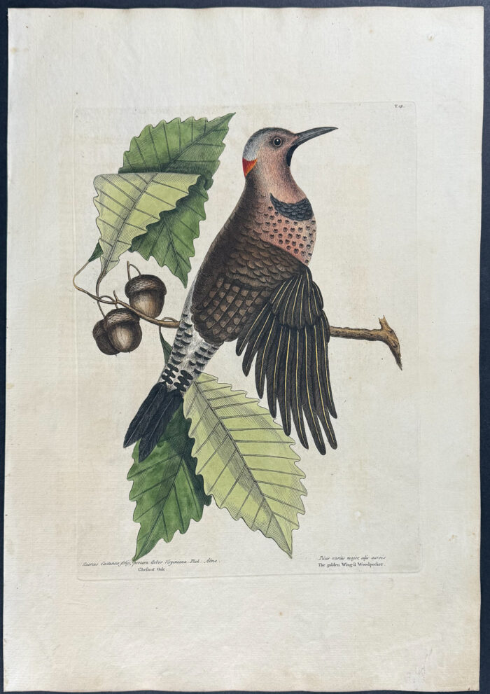 Gold Winged Woodpecker with Chesnut Oak