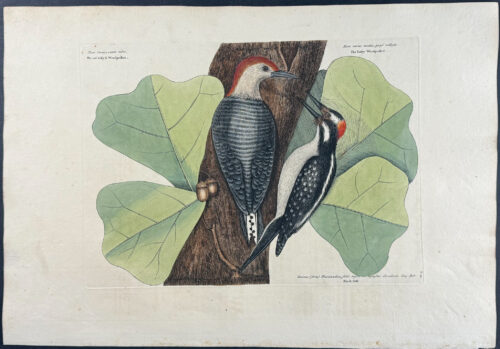 Red Bellied Woodpecker & Hairy Woodpecker with Black Oak
