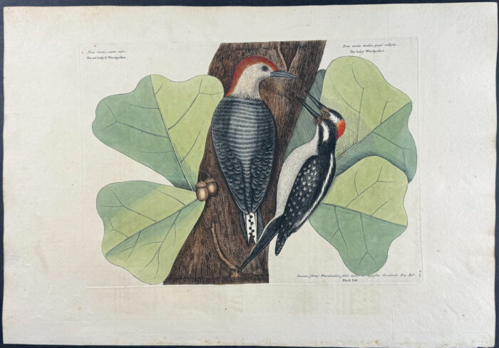 Red Bellied Woodpecker & Hairy Woodpecker with Black Oak
