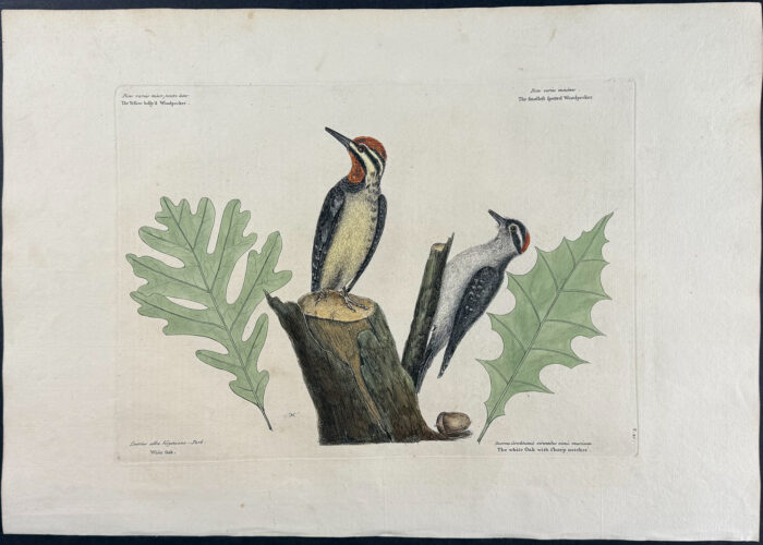 Yellow bellied Woodpecker & Smallest spotted Woodpecker with White Oak