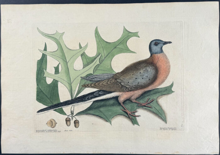 Pigeon of Passage (Passenger Pigeon, extinct) with Red Oak