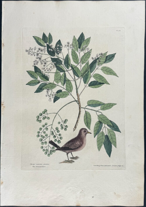 Ground Dove with Pellitory or Tooth-Ach Tree