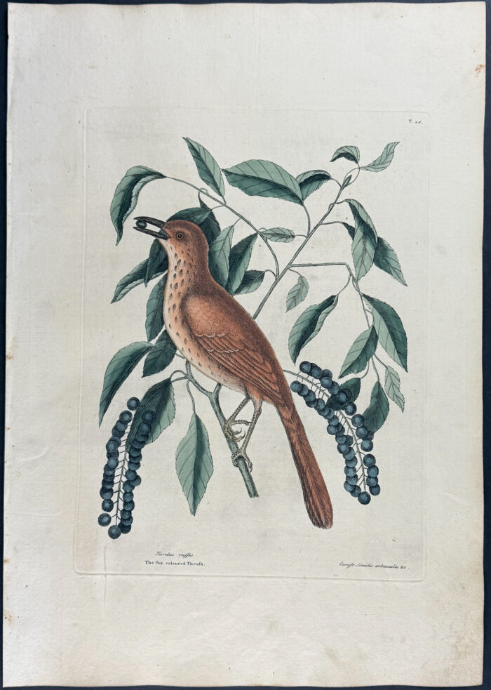 Foxcoloured Thrush with Clustered Black Cherry
