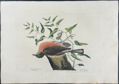 Fieldfare of Carolina with Snake Root of Virginia